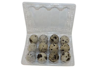 12-cell Large Jumbo Quail/Pigeon Egg Cartons (3x4)