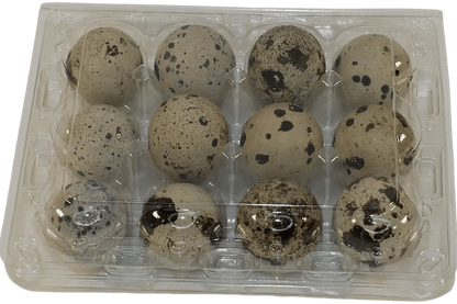 12-cell Large Jumbo Quail/Pigeon Egg Cartons (3x4)