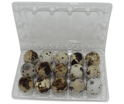 15-cell Jumbo Quail Egg Cartons (3x5)