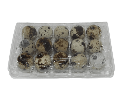 15-cell Jumbo Quail Egg Cartons (3x5)