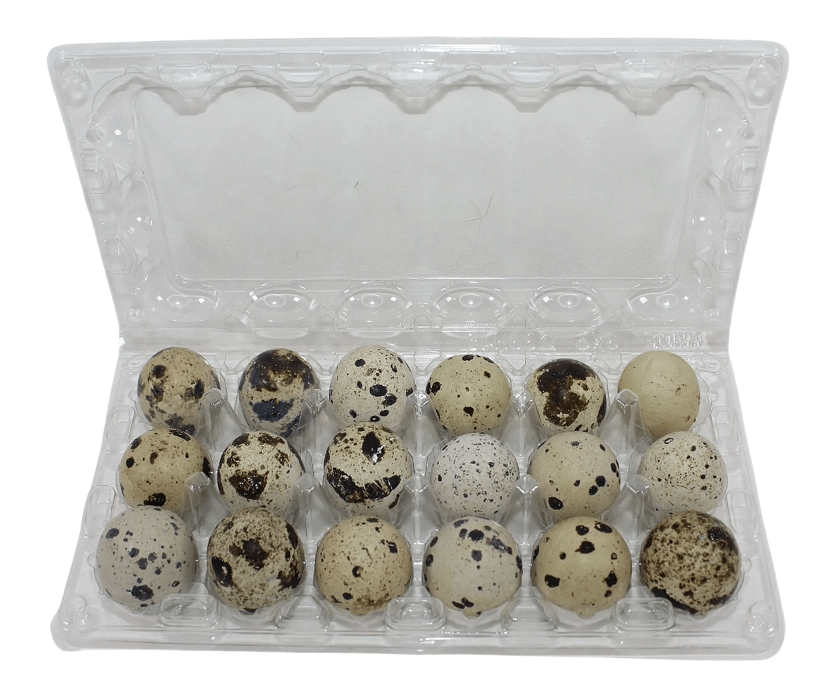18-cell Extra-Large Jumbo Quail/Pigeon Egg Cartons (3x6)