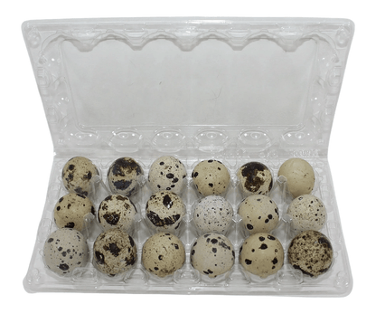 18-cell Extra-Large Jumbo Quail/Pigeon Egg Cartons (3x6)