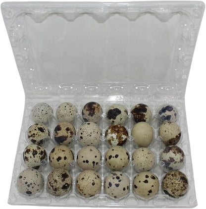 24-cell Extra-Large Jumbo Quail/Pigeon Egg Cartons (4x6)