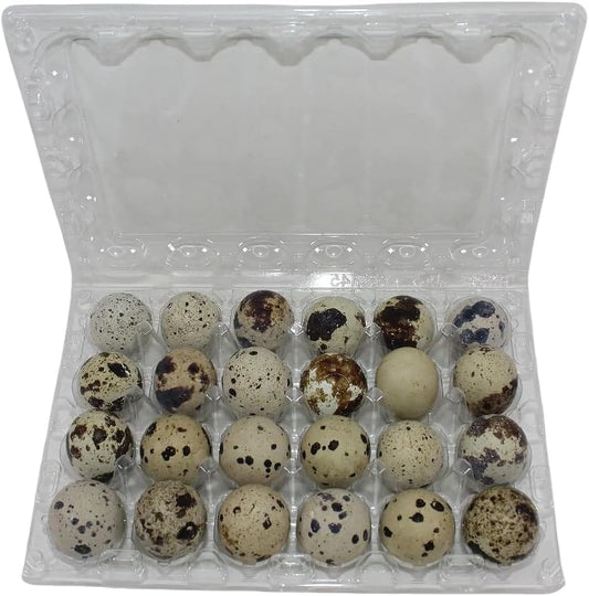 24-cell Extra-Large Jumbo Quail/Pigeon Egg Cartons (4x6)