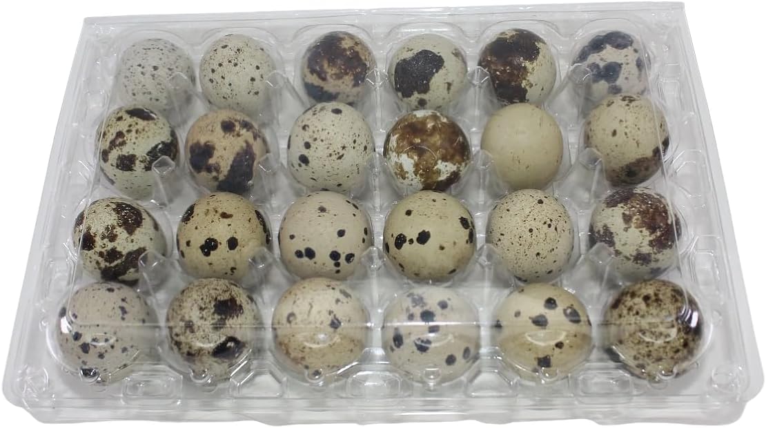 24-cell Extra-Large Jumbo Quail/Pigeon Egg Cartons (4x6)