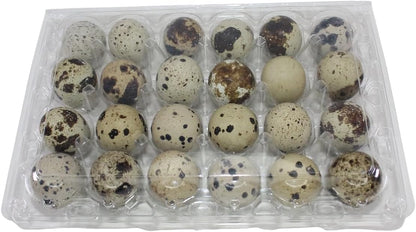 24-cell Extra-Large Jumbo Quail/Pigeon Egg Cartons (4x6)