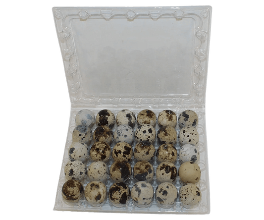30-cell Jumbo Quail Egg Cartons (5x6)